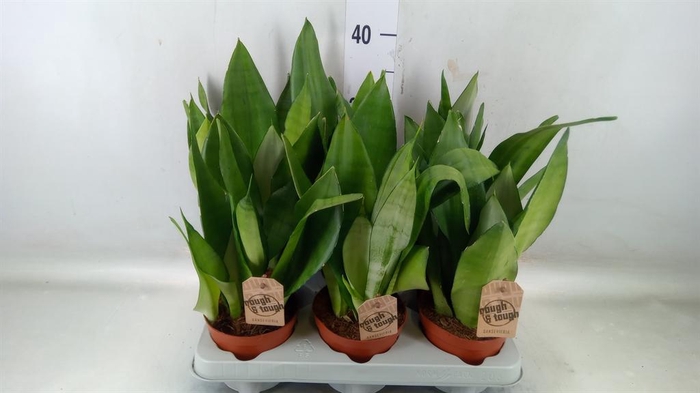 <h4>Sansevieria trifa. 'Moonshine'</h4>