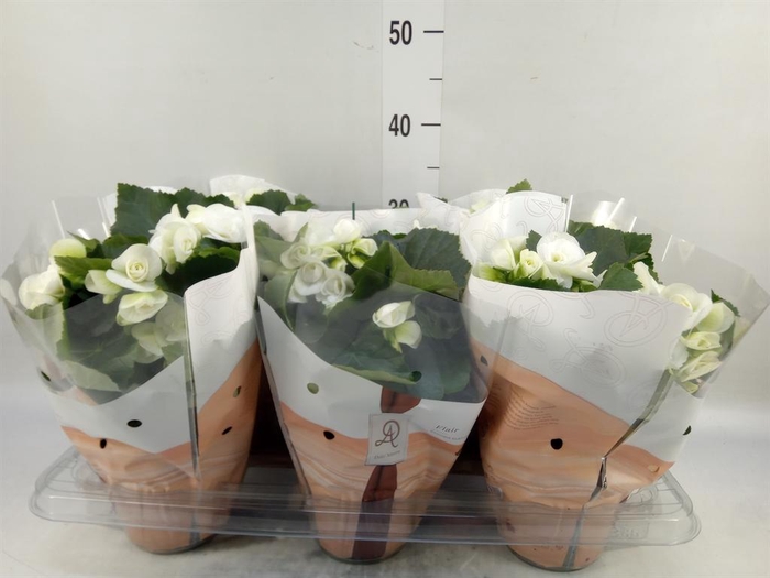 <h4>Begonia elat. HL 'Clara'</h4>