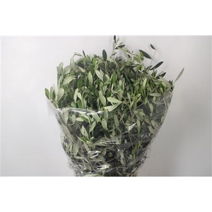 Olijf Per Bunch 400 Gram