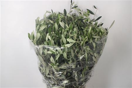 <h4>Olijf Per Bunch 400 Gram</h4>
