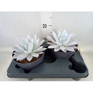 Echeveria  'Mexican Giant'