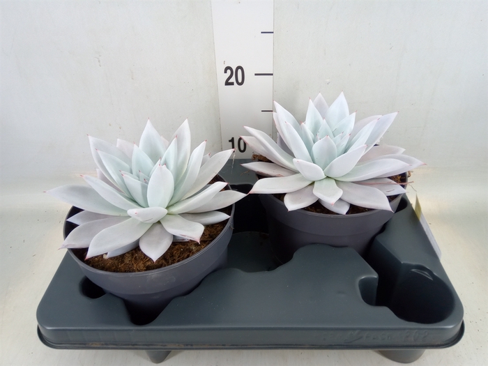 <h4>Echeveria  'Mexican Giant'</h4>