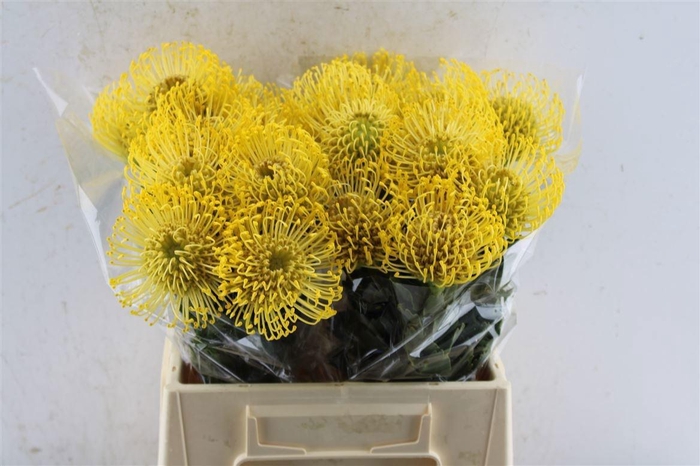 <h4>LEUCO CO HIGH GOLD</h4>