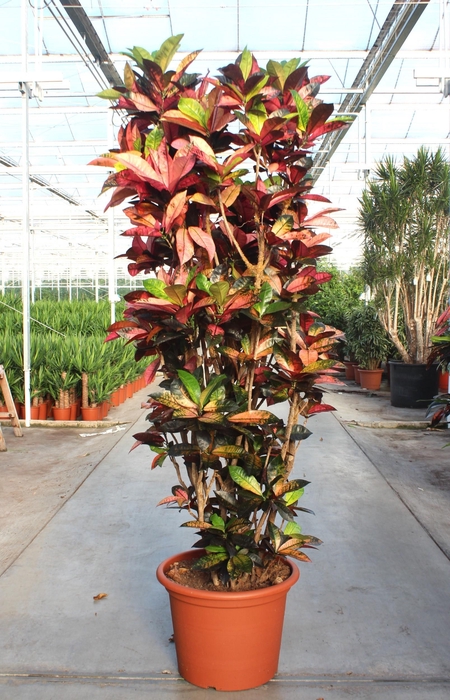 <h4>Coadieaum Iceton (Croton Iceton)</h4>