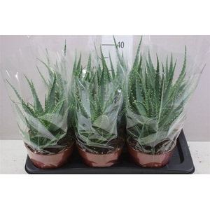 Aloe Arborescens