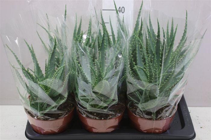 <h4>Aloe Arborescens</h4>