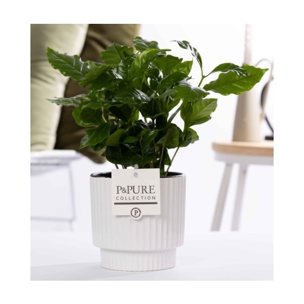 <h4>Coffea Arabica in P&PURE Ivy ceramics green</h4>