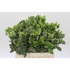 Pittosporum Ilan