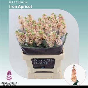 MATTH IRON APRICOT