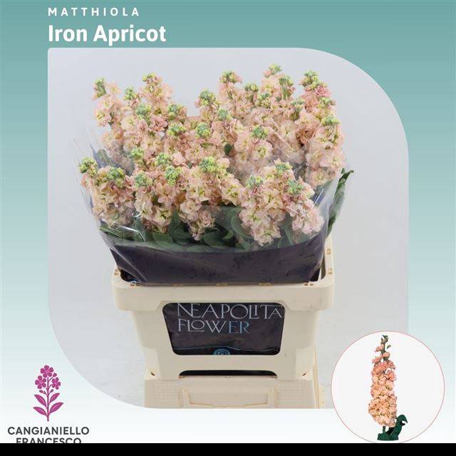 <h4>MATTH IRON APRICOT</h4>