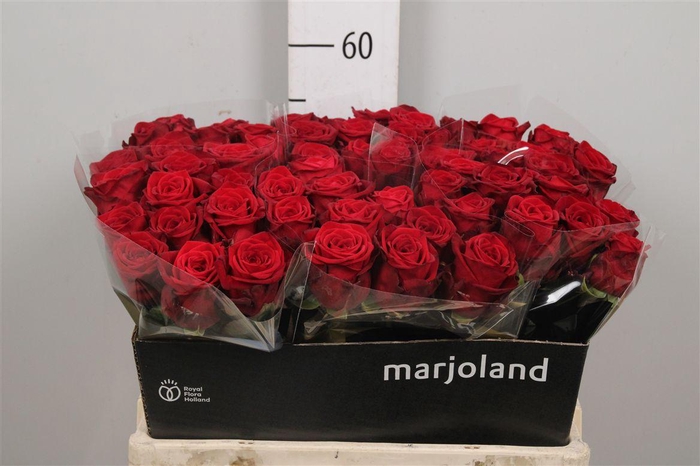 <h4>R Gr Red Naomi!</h4>