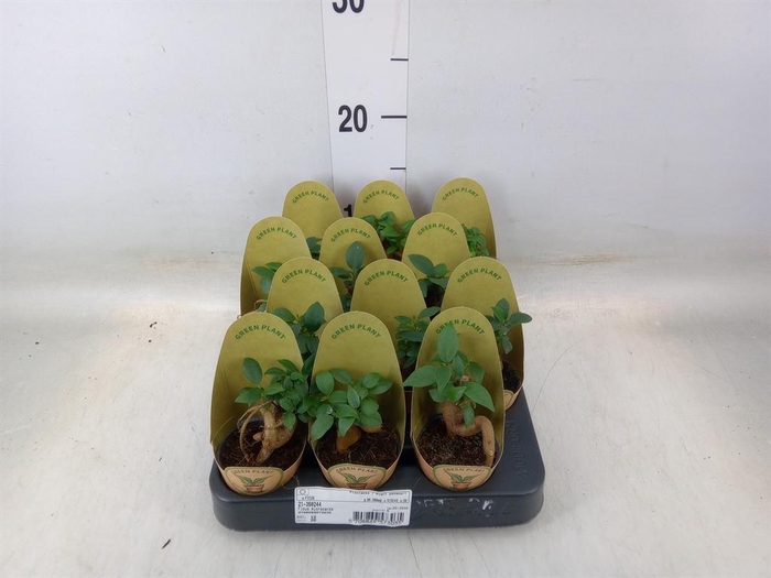 <h4>Ficus microcarpa 'Ginseng'</h4>