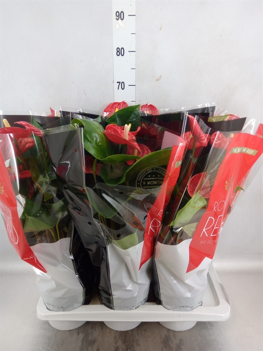 <h4>Anthurium andr. 'Oklahoma'</h4>