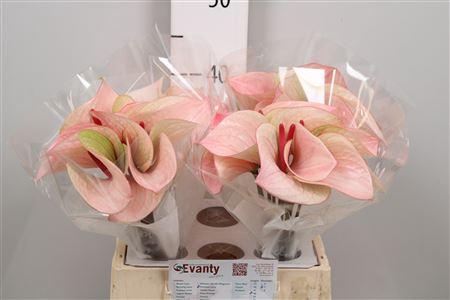 <h4>Anth A Summer Love 40 L4</h4>