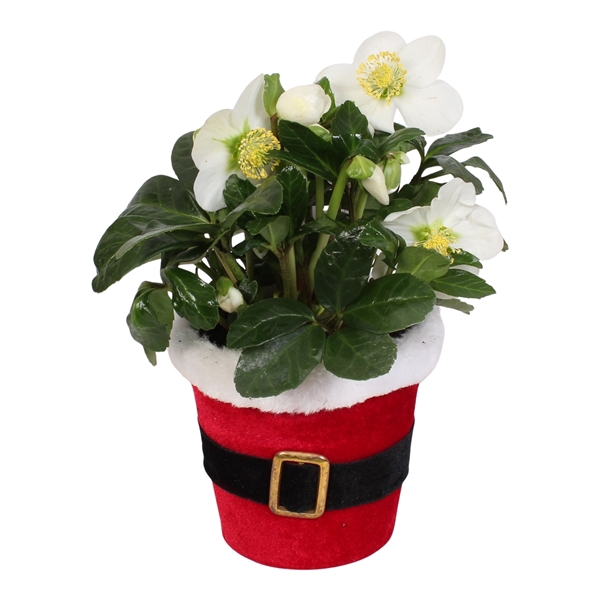 <h4>Helleborus n. Christmas Carol in pot Santi</h4>