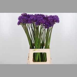 Allium Purper Sensation