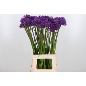 Allium Purper Sensation