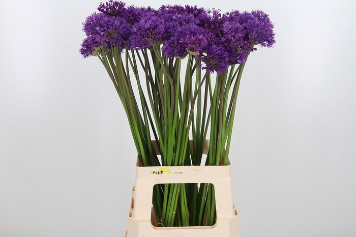 <h4>Allium Purper Sensation</h4>