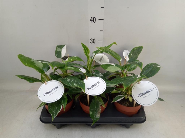 <h4>Philodendron ...</h4>