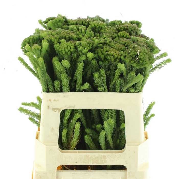 <h4>Brunia Albigreen</h4>