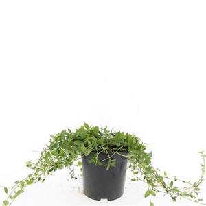 Vinca minor Gertrude Jekyll