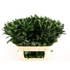 Ruscus Hypophyllum 80
