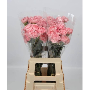 DI ST PINK MONTEZUMA
