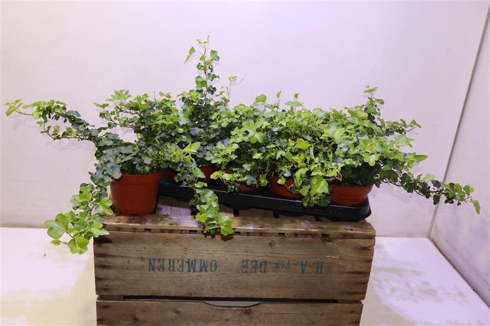 <h4>Hed He Wonder</h4>