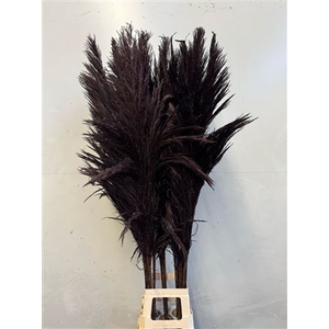 Cortaderia Black