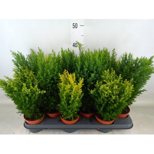 Conifers   ...mix