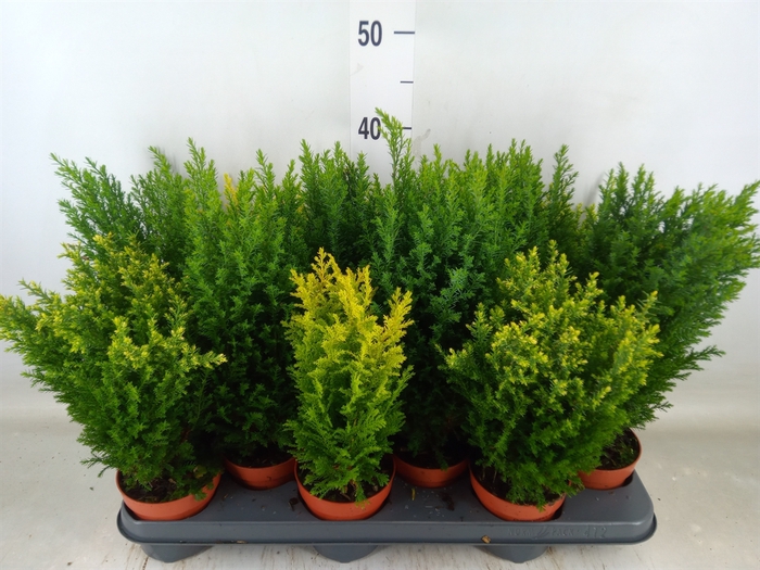 <h4>Conifers   ...mix</h4>