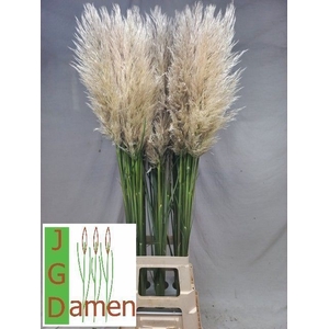CORTADERIA OV