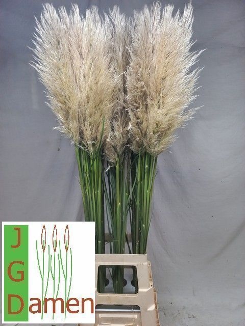 <h4>CORTADERIA OV</h4>