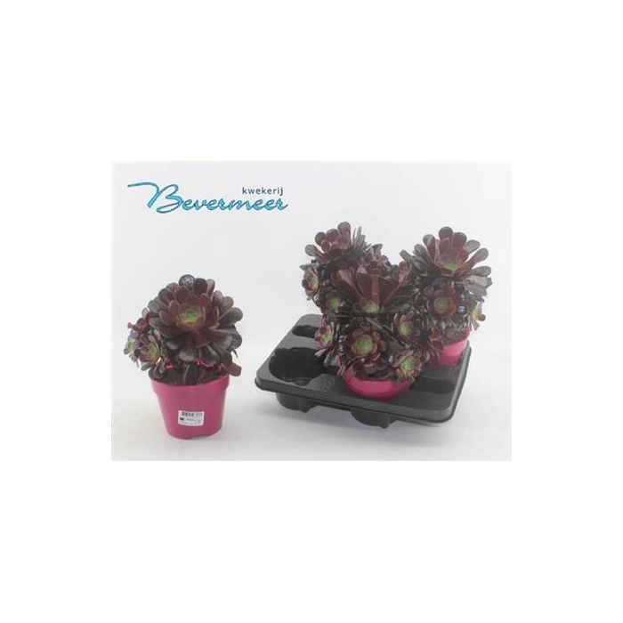 <h4>Aeonium Ab Velours</h4>