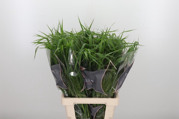 <h4>Panicum Fountain</h4>