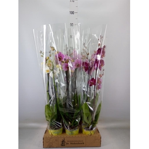 Phalaenopsis   ...mix  4