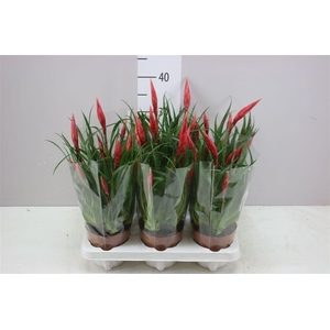 Vriesea Multi Astrid