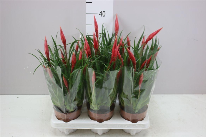 <h4>Vriesea Multi Astrid</h4>