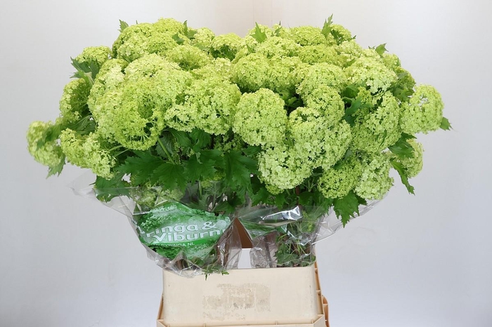 <h4>Viburnum Roseum</h4>