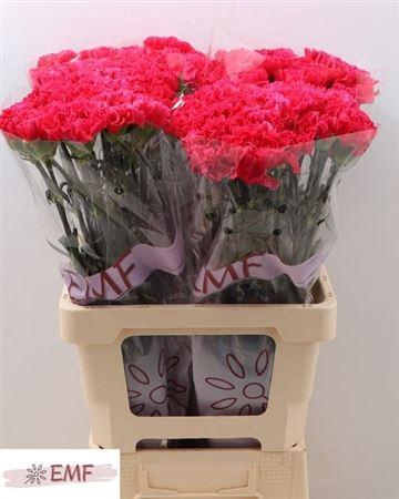 <h4>Di St Bizet</h4>