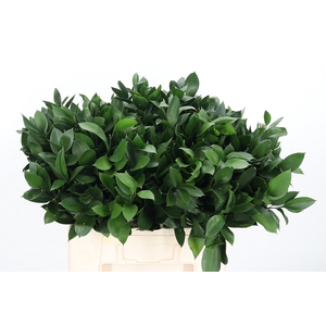 Ruscus