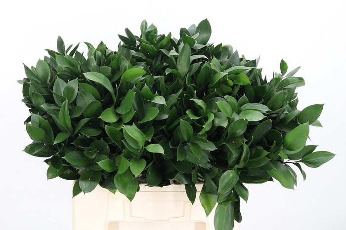 <h4>Ruscus</h4>