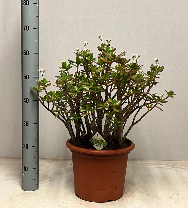 <h4>CRASS OVATA</h4>