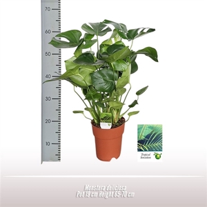 Monstera deliciosa