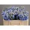 Delphinium En Ballkleid