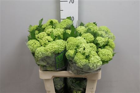 <h4>Viburnum Roseum St 2 Bal</h4>