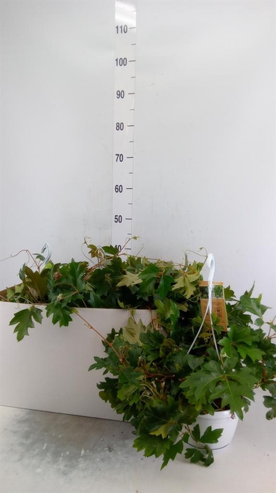 <h4>Cissus rhombifolia 'Ellen Danica'</h4>