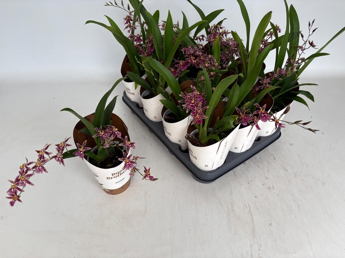 <h4>BRASSIA SUMMER DREAM</h4>