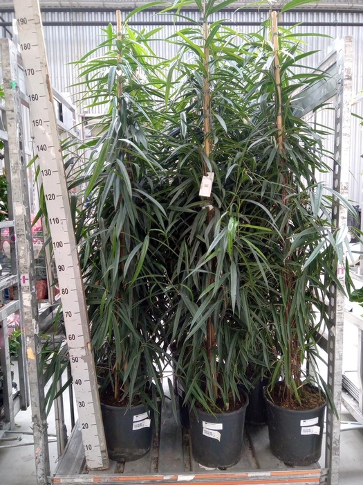 <h4>Ficus binn. 'Alii'</h4>