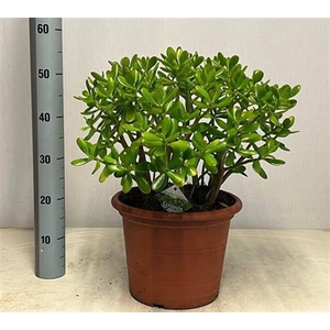 Crass Ovata